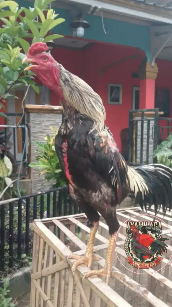 Ayam jago Bangkok mangon