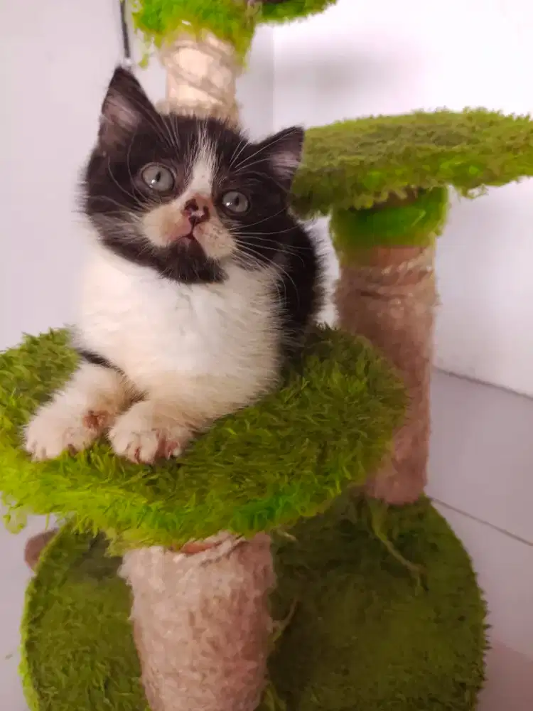 Bdh black and white male