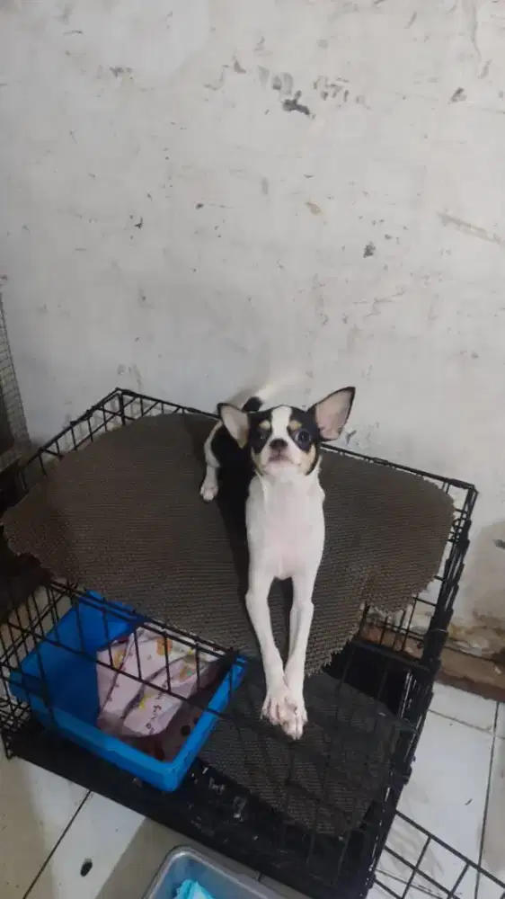 Dog jenis  Chihuahua
