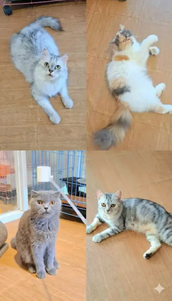 kucing betina proven