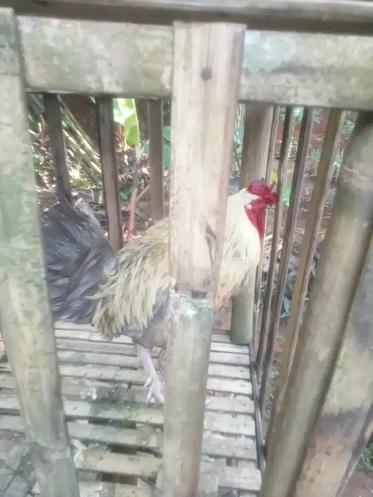 Ayam badan besar warna abu