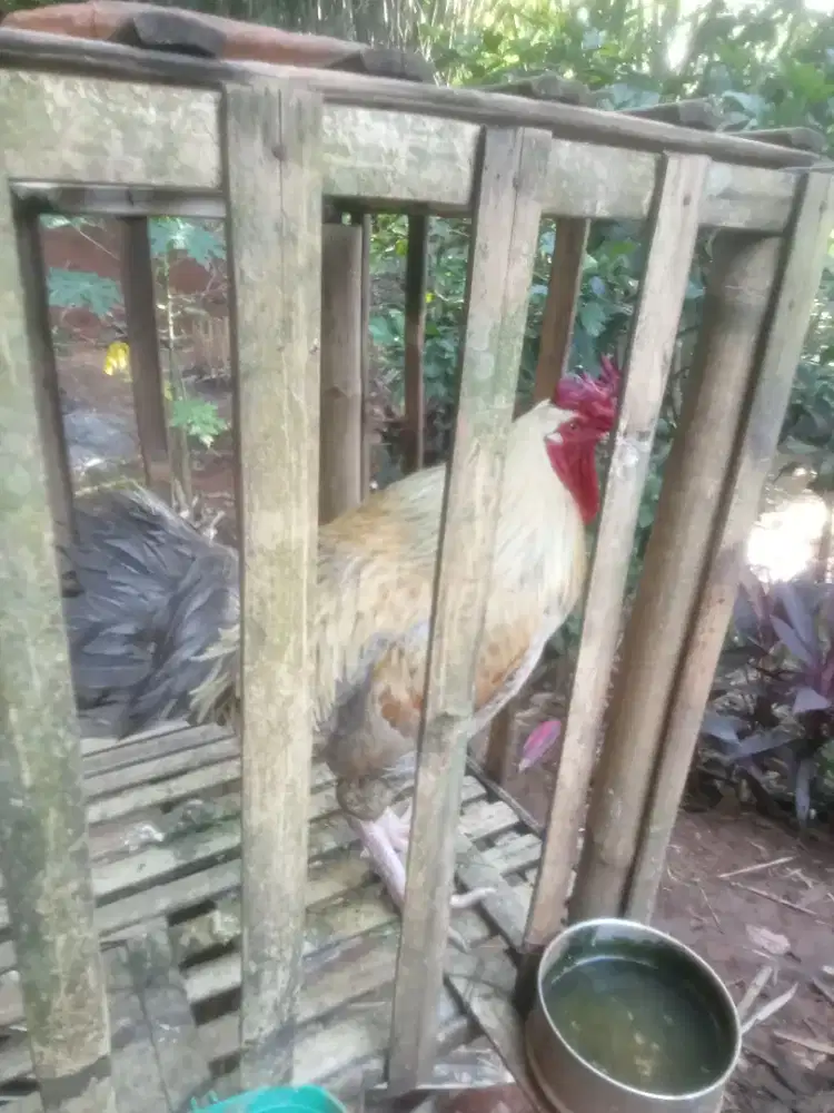 Ayam kampung badan besar