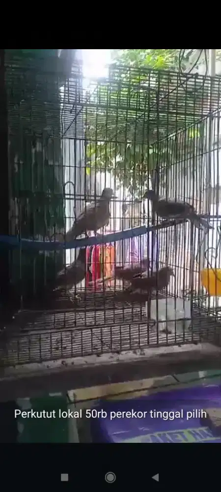 Burung perkutut lokal perekor limapuluh
