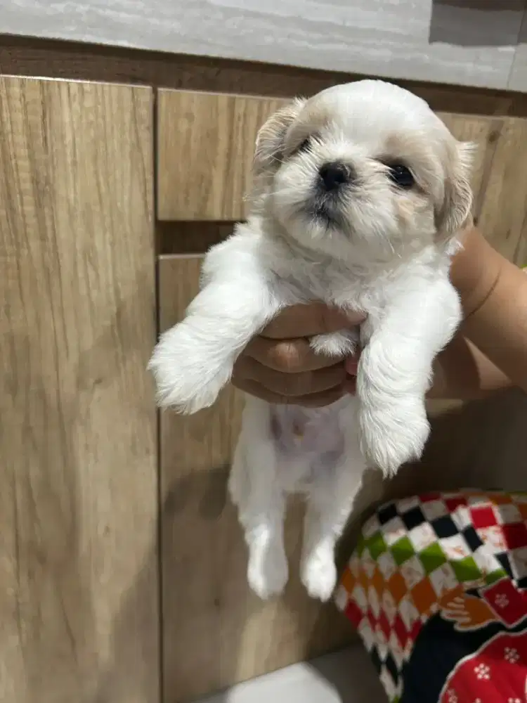 Puppy shih Tzu Cakep