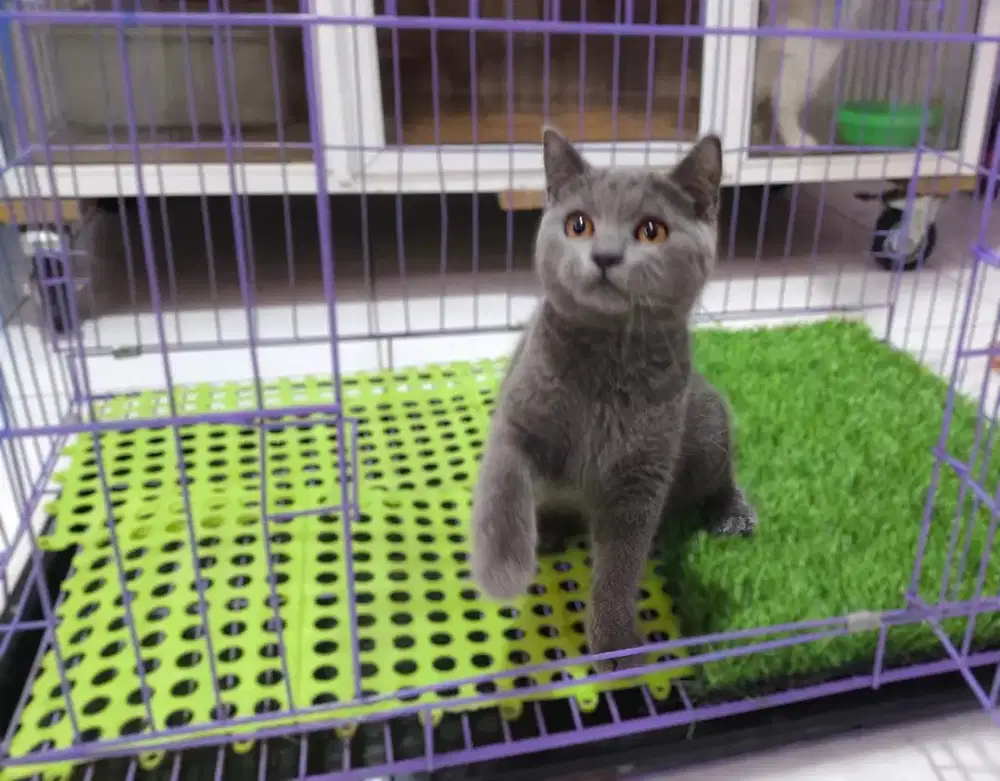 Kucing kitten british shorthair non ped betina