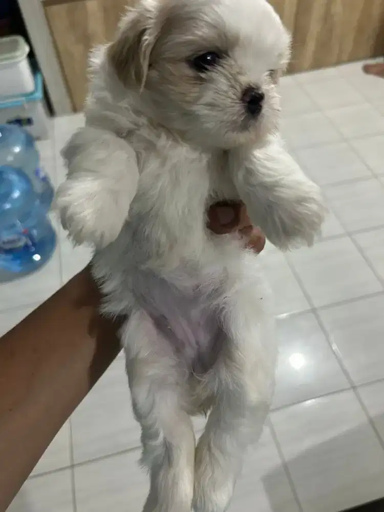 Puppy Shih Tzu Cantik
