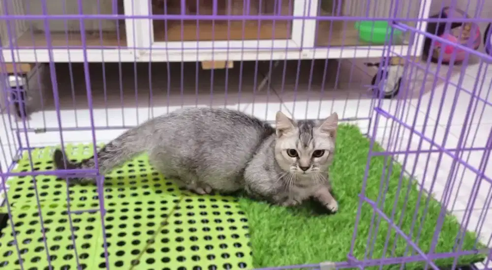 Kucing kitten munchkin bsh silver jantan