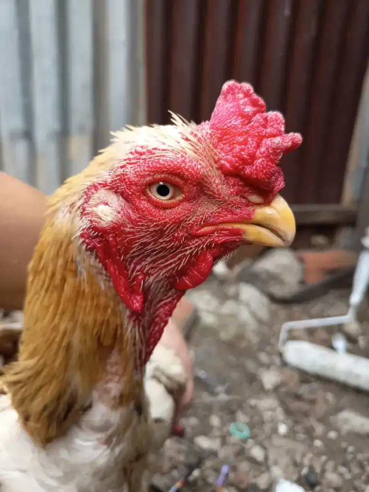 Jual ayam Assel parrot