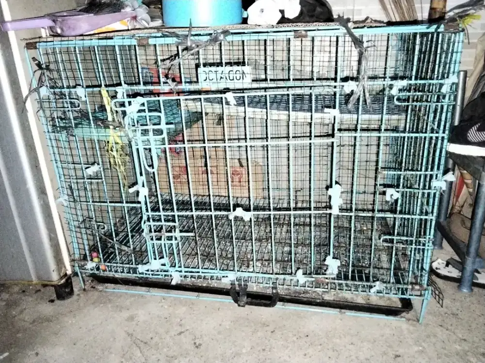 Kandang kucing ukuran jumbo