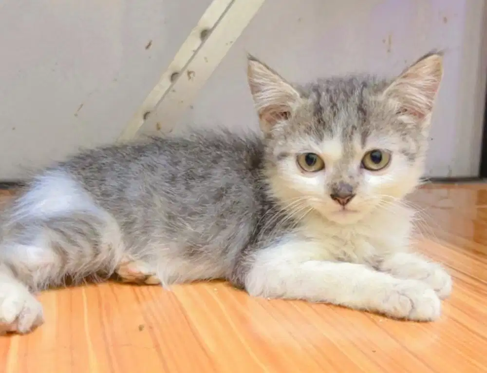 Kitten BSH mix jantan