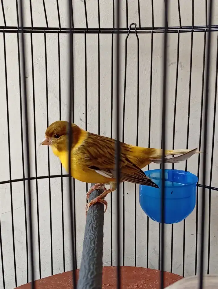 Burung Kenari fullset