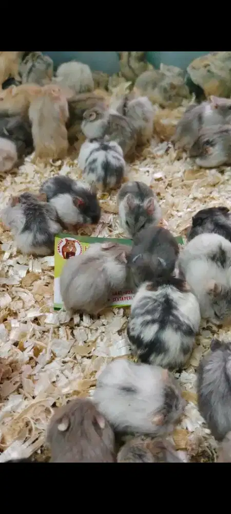 Hamster marmut kelinci banjarmasin partai ecer