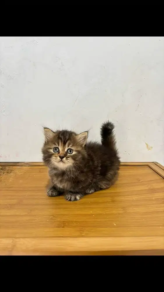 Kucing munchkin kaki pendek