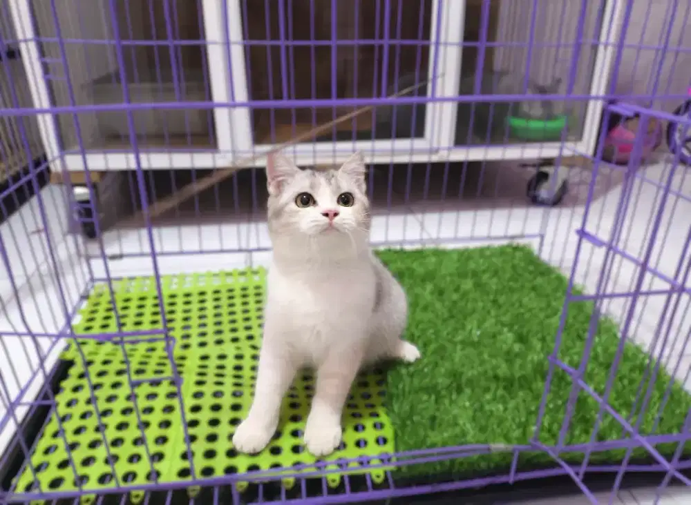 Kucing kitten british shorthair silver calico