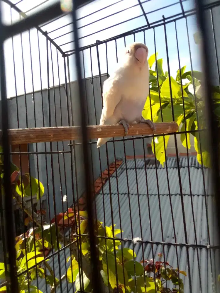 Lovebird pasvio