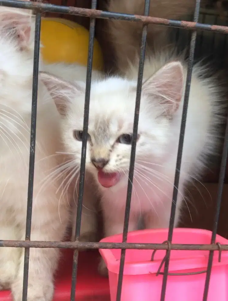 himalaya putih kitten