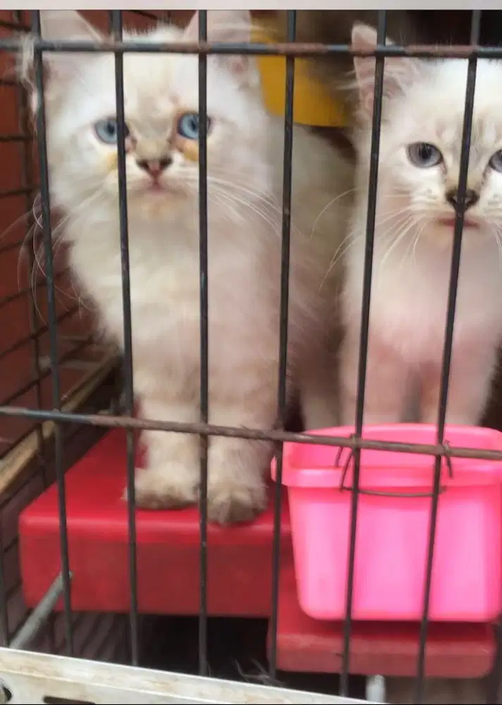 himalaya putih kitten