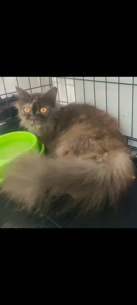 Kucing Persia Medium BETINA