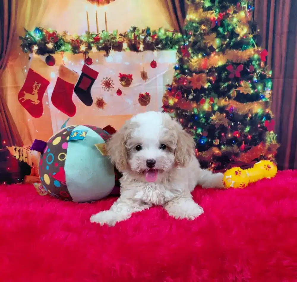 Dijual anjing poodle, bichon frise, yorkshire