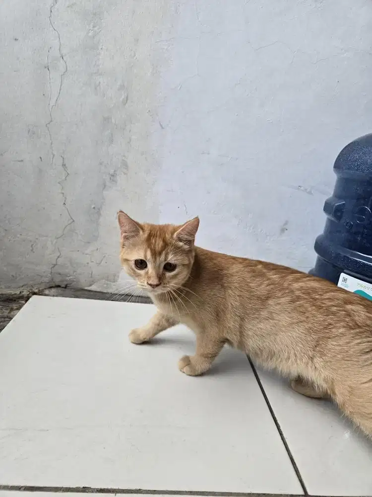open adopt kitten BSH jenis ras scotish straigh
