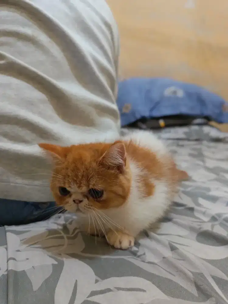 Peaknose Shorthair beti 3bln