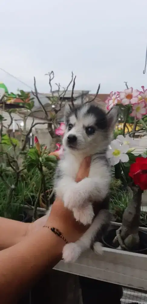 Siberian husky puppy