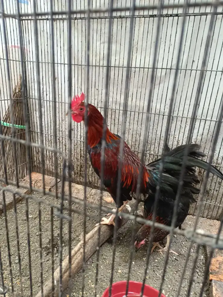 Ayam kampung sepasang