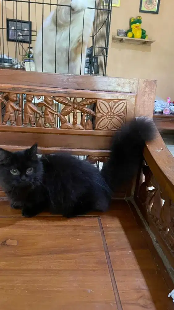 Kitten munchkin jantan long hair