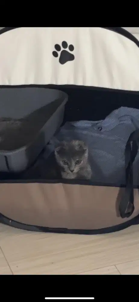 Bsh british shorthair 3.5 bln betina