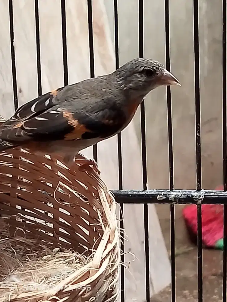 Sepasang burung red siskin