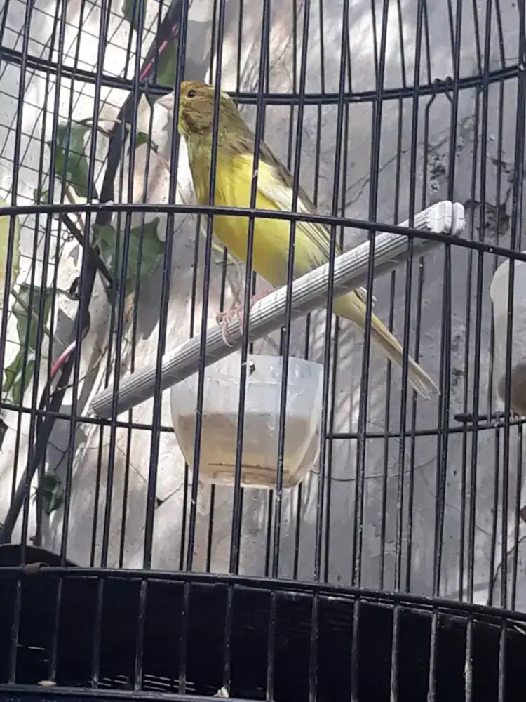 Kenari bon loper masih muda setvol