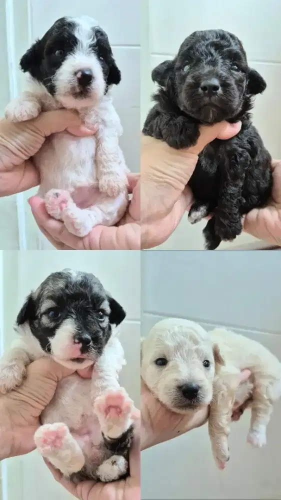 Borongan poodle bichon female