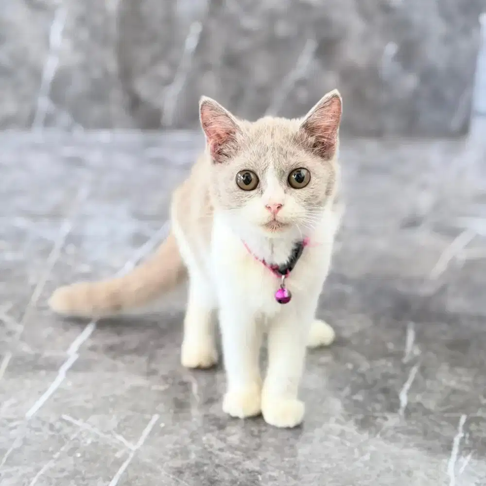 Kucing BSH Kitten