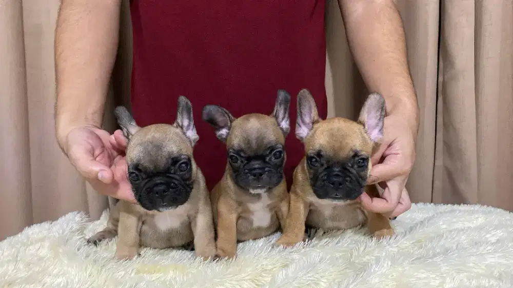 FRENCH BULLDOG PUPPY