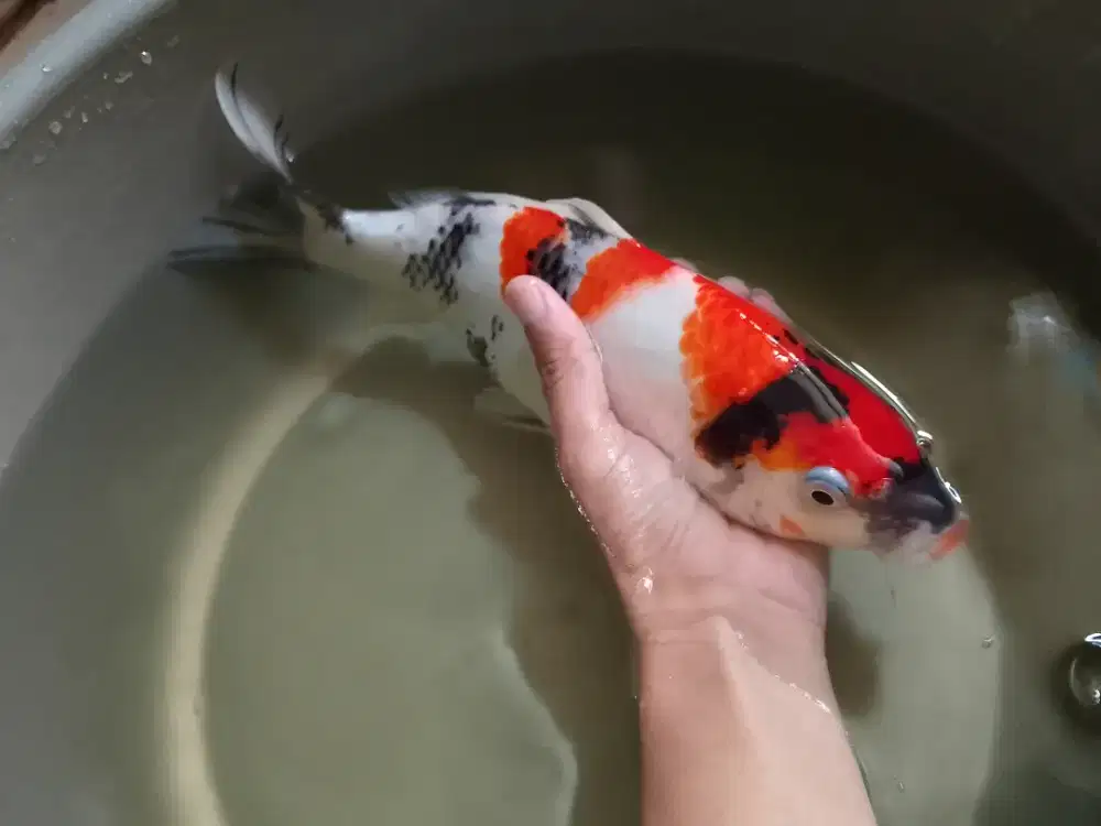 koi showa 33cm sehat aktif