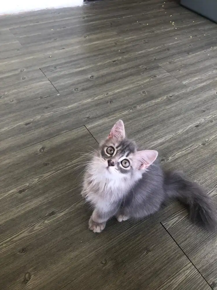 BRITISH LONG HAIR / BSH / BLH