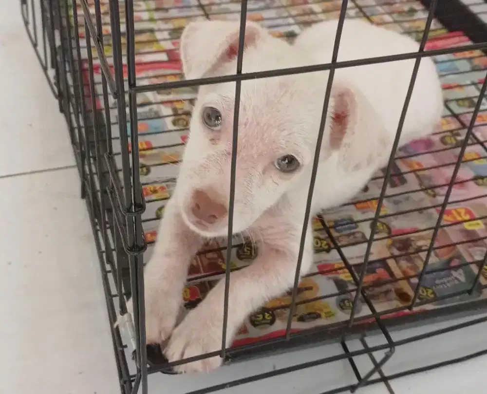 Anak anjing ras mini