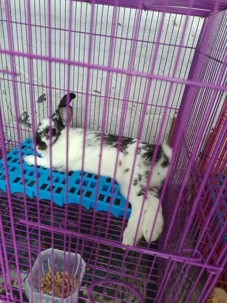 Di Jual cepat 3 kelinci Lokal (1) ND (2)