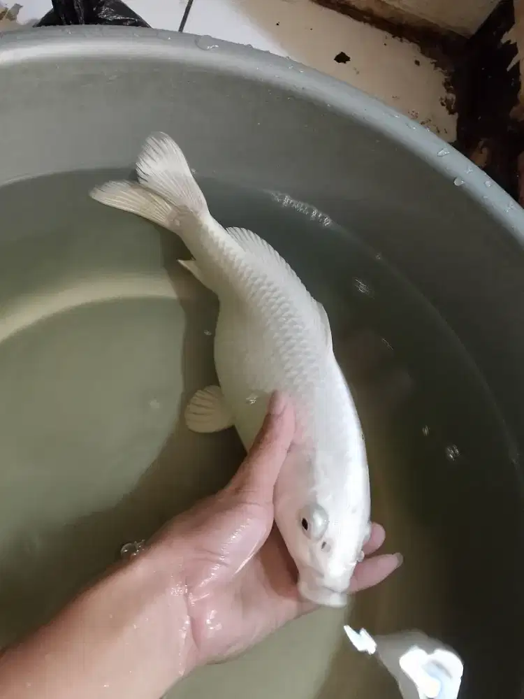 koi platinum putih bersih size 32cm