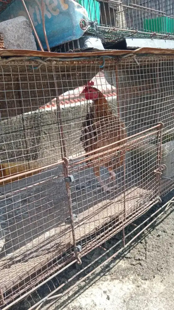 Ayam kampung borongan