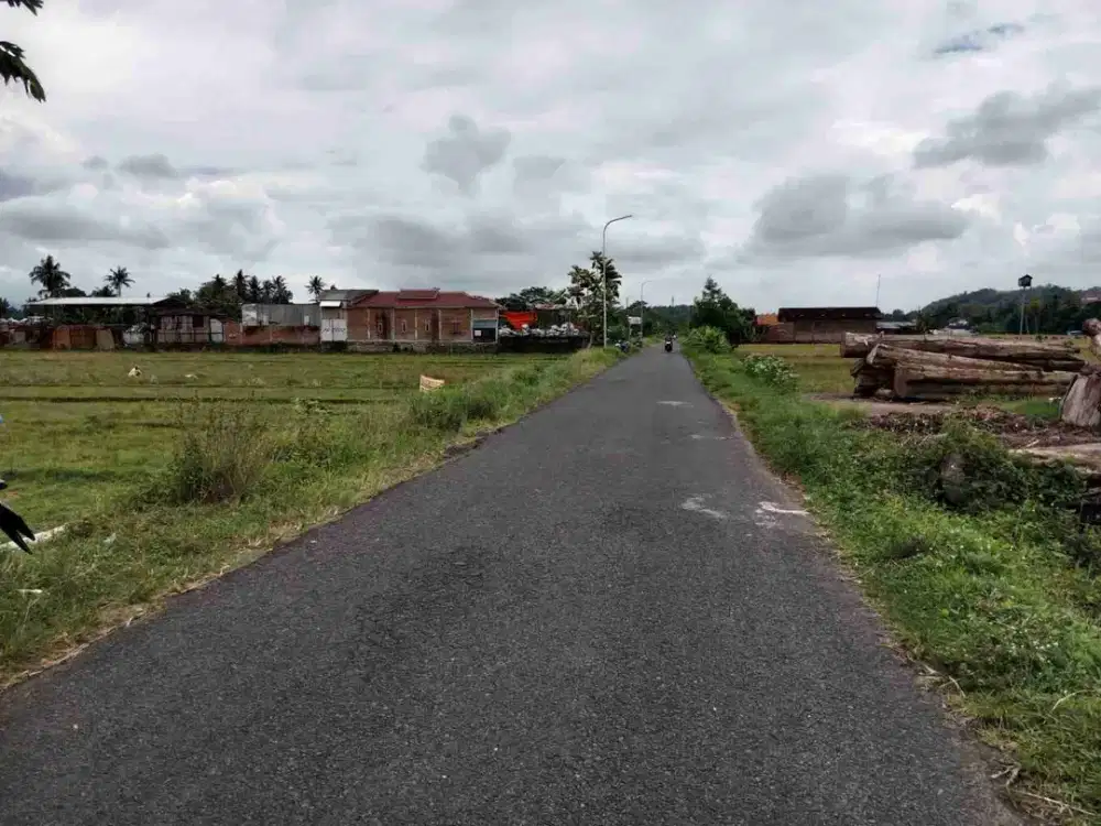 SAWAH TEPI JALAN ASPAL DEKAT JALAN RAYA GODEAN YOGYAKARTA