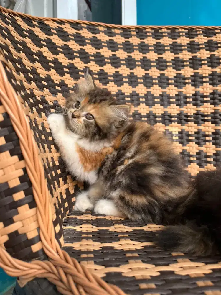 Kucing kitten persia betina