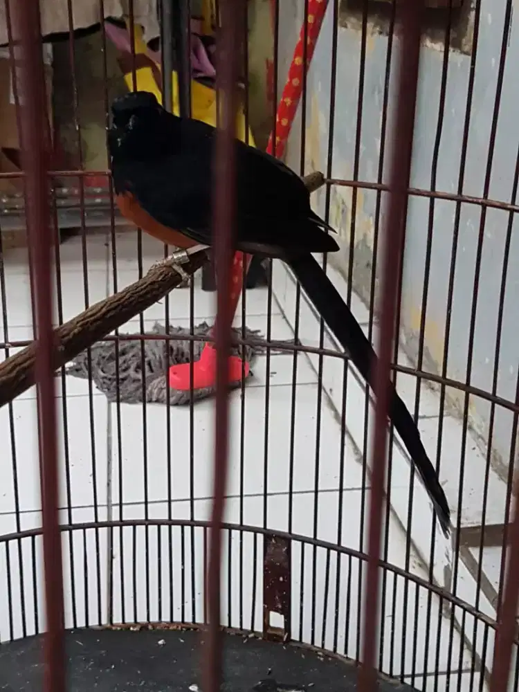 muray dable ring gacor figter