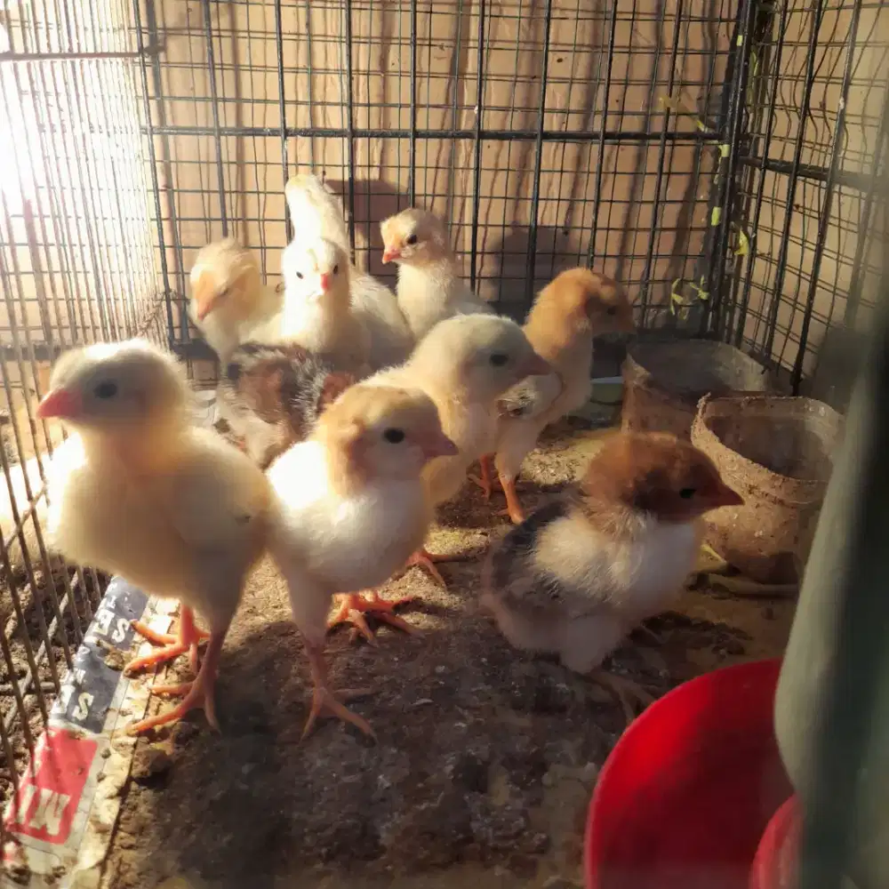 Ayam kampung petelur elba