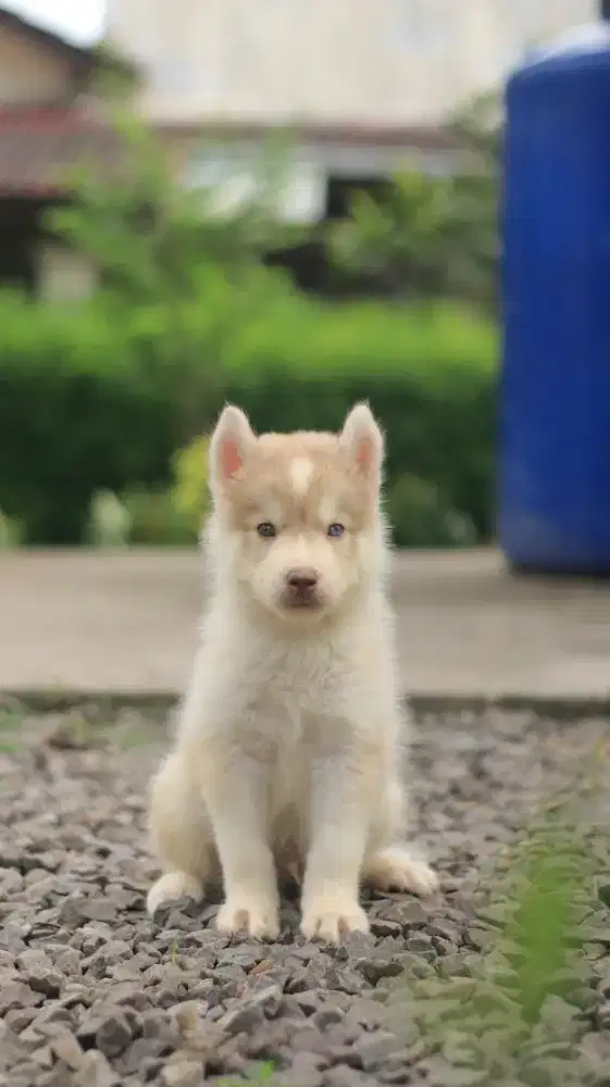 Siberian Husky Puppy
