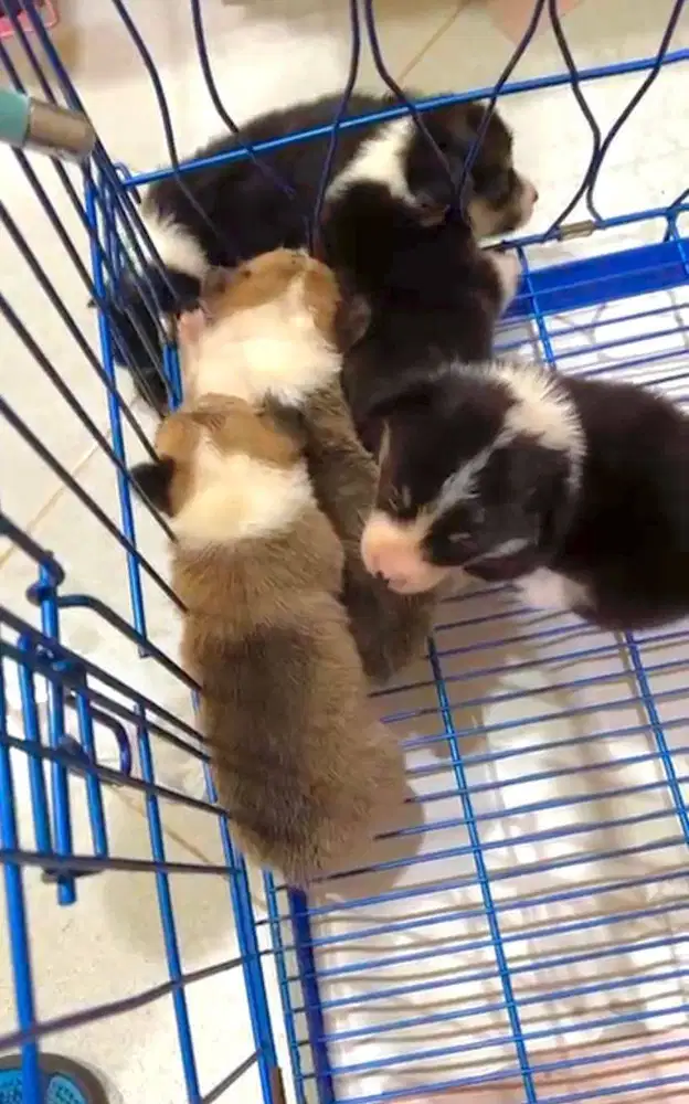 Dijual anak anjing puppy Corgi jantan \ male 3 color stambum vaksin