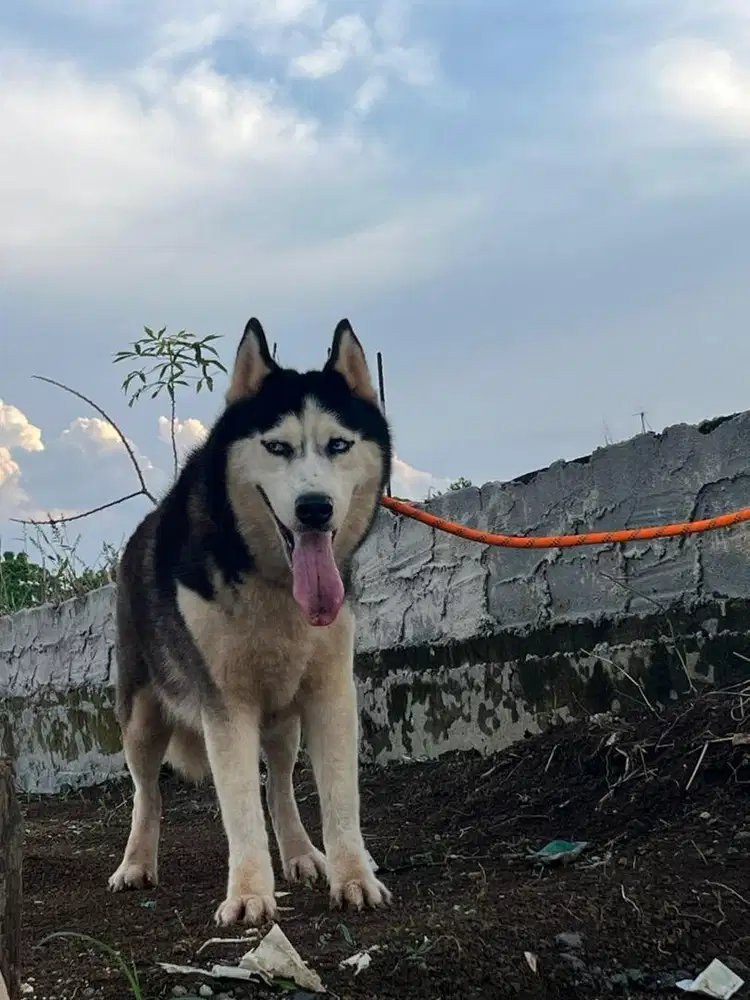 Pitbul anakan import