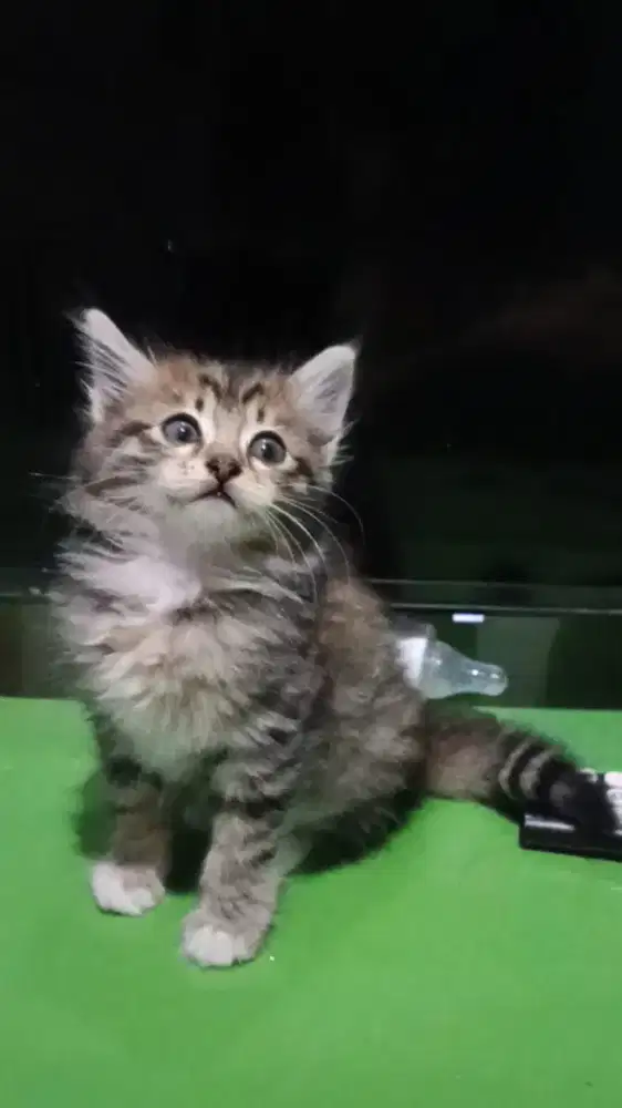 Kucing maincone mix kitten betina