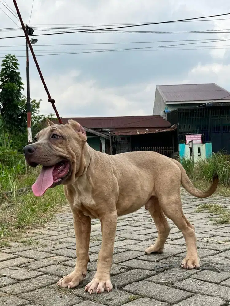 PITBUL JANTAN 5 bulan