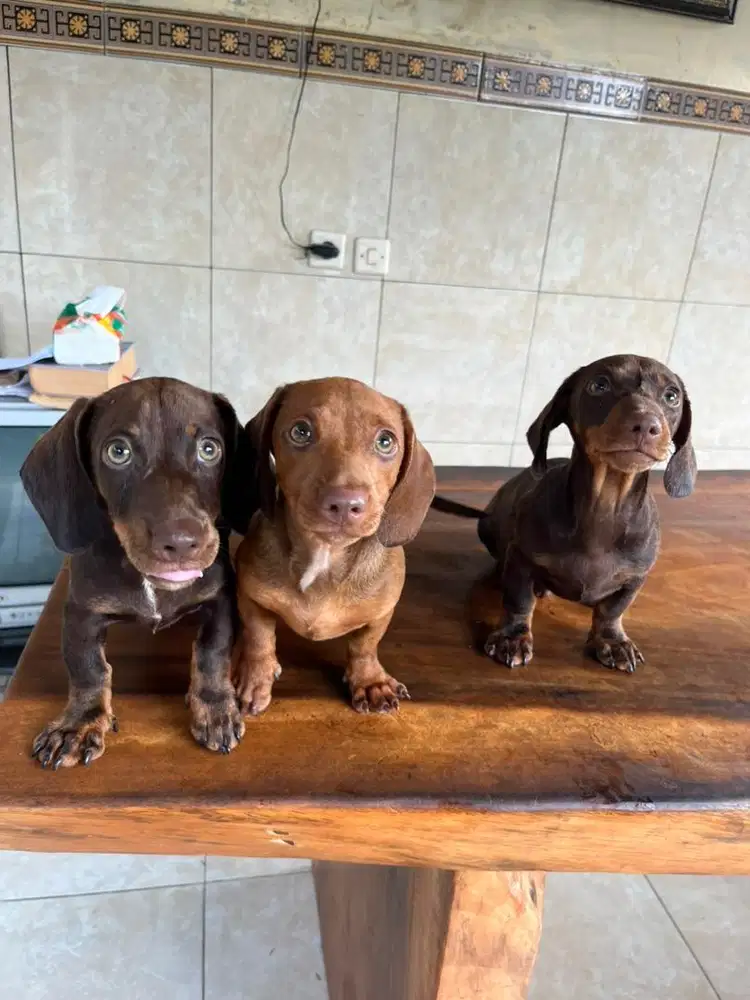 tekel jantan dan betina